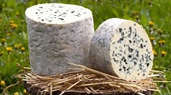 Terroir : un des plus vieux fromages français délicieux et persillés