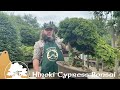 Greenwood Bonsai - Hinoki Cypress Bonsai Part 1. 'Thinning Out'