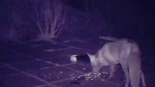 Animal Behaviour Clips - Fox And Hedgehogs