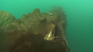 Chapter 2: What is commercial seaweed farming?