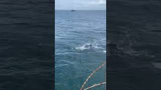 Whales approached closely to vessel #shorts #nature