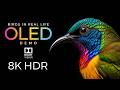World of Birds OLED Demo HDR 8K Ultra HD Dolby Vision™ 60fps