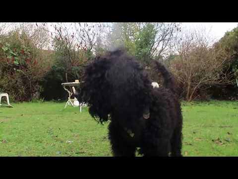 funny-poodle-playing-with-new-noisy-dog-toy-|-dog-video-calypso-the-poodle