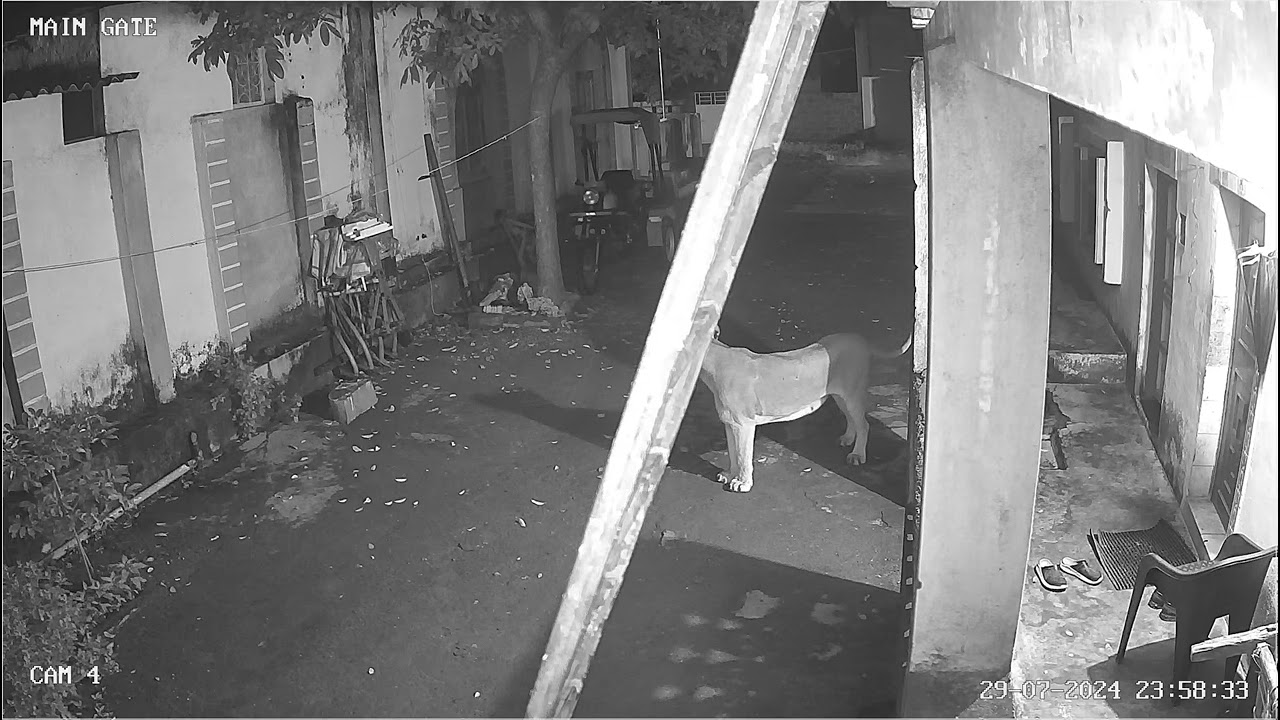 GIR LION AT MY FARM HOUSE 2