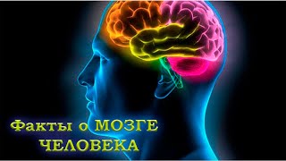 ✔Факты о мозге человека.✨👍👍👍