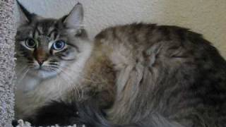 Twilight New Moon (Cat Version)