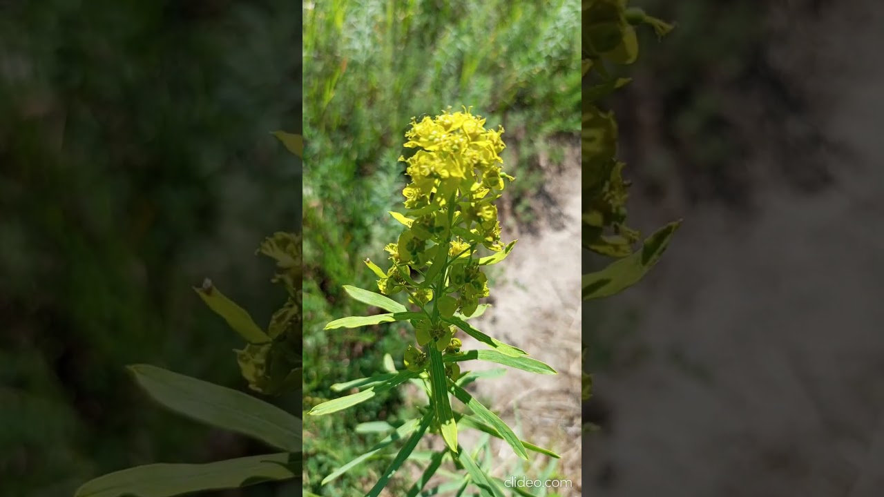 Interesting beautiful milkweed flowers in summer meadow 여름 초원에 핀 흥미롭고 아름다운 박주가리 꽃들 Интересные цветы