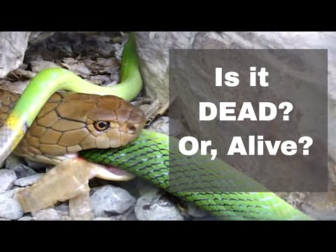 King Cobra Snake Eating Red Tailed Racer Snake - Closeups