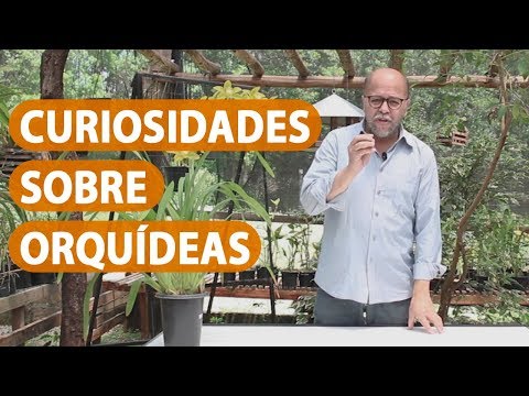 Vídeo: O que é uma orquídea fantasma - Aprenda alguns fatos sobre a orquídea fantasma