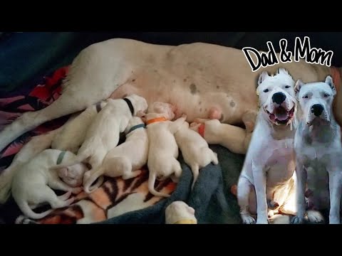 AMAZING 12 DOGO PUPPIES!!! | BORN 8/11/21 | 7 MALES 5 FEMALES 🐾