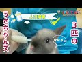 うさちゃんズ