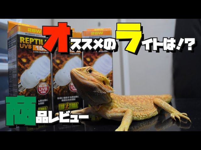 Petpetzone UVライト LED 爬虫類 フトアゴヒゲトカゲ フトアゴ達の紫外線ライト交換+3種類の紫外線ライト紹介！！ - YouTube