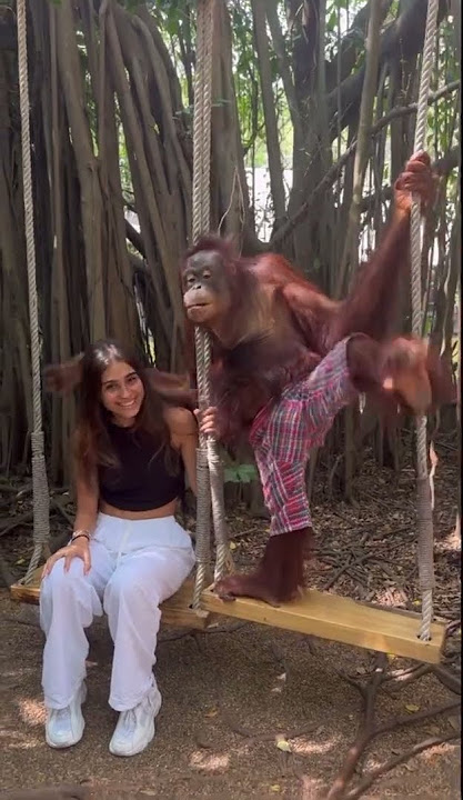 Woman poses for pictures with an orangutan!