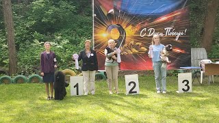 Выставка собак 9 группы ||всех пород|| рейтинговая с особым статусом| 09.05.24 | Анкор Дрим Нирвана