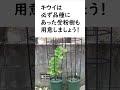 鉢植えキウイ栽培！ ざっくり解説！#short #キウイ #キウイフルーツ #家庭菜園 #果樹 #果物