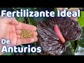 FERTILIZANTE MUY POTENTE PARA FLORACION DE ANTURIOS || HUERTO CITADINO