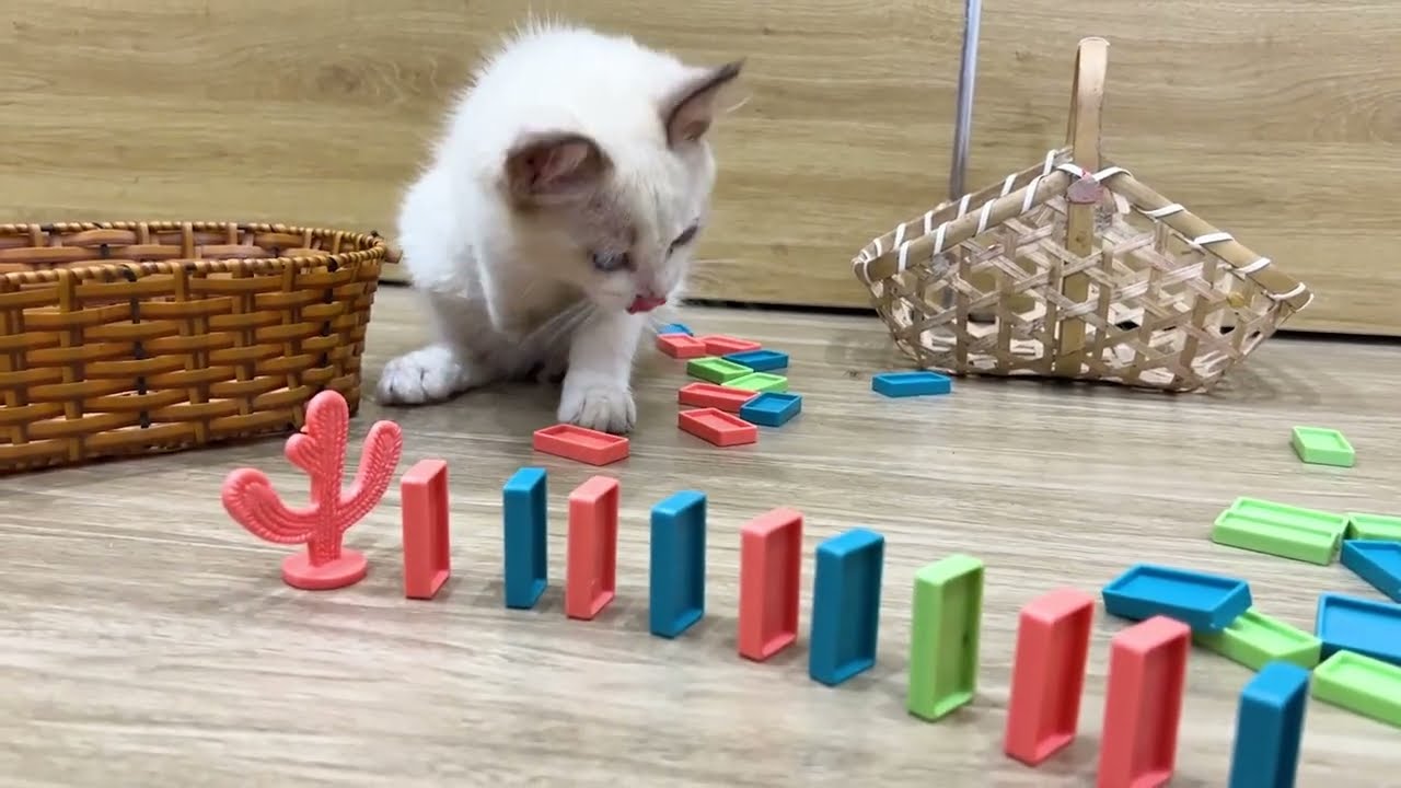 Poor kitten calling for mommy - Cute cat video - Cat sounds