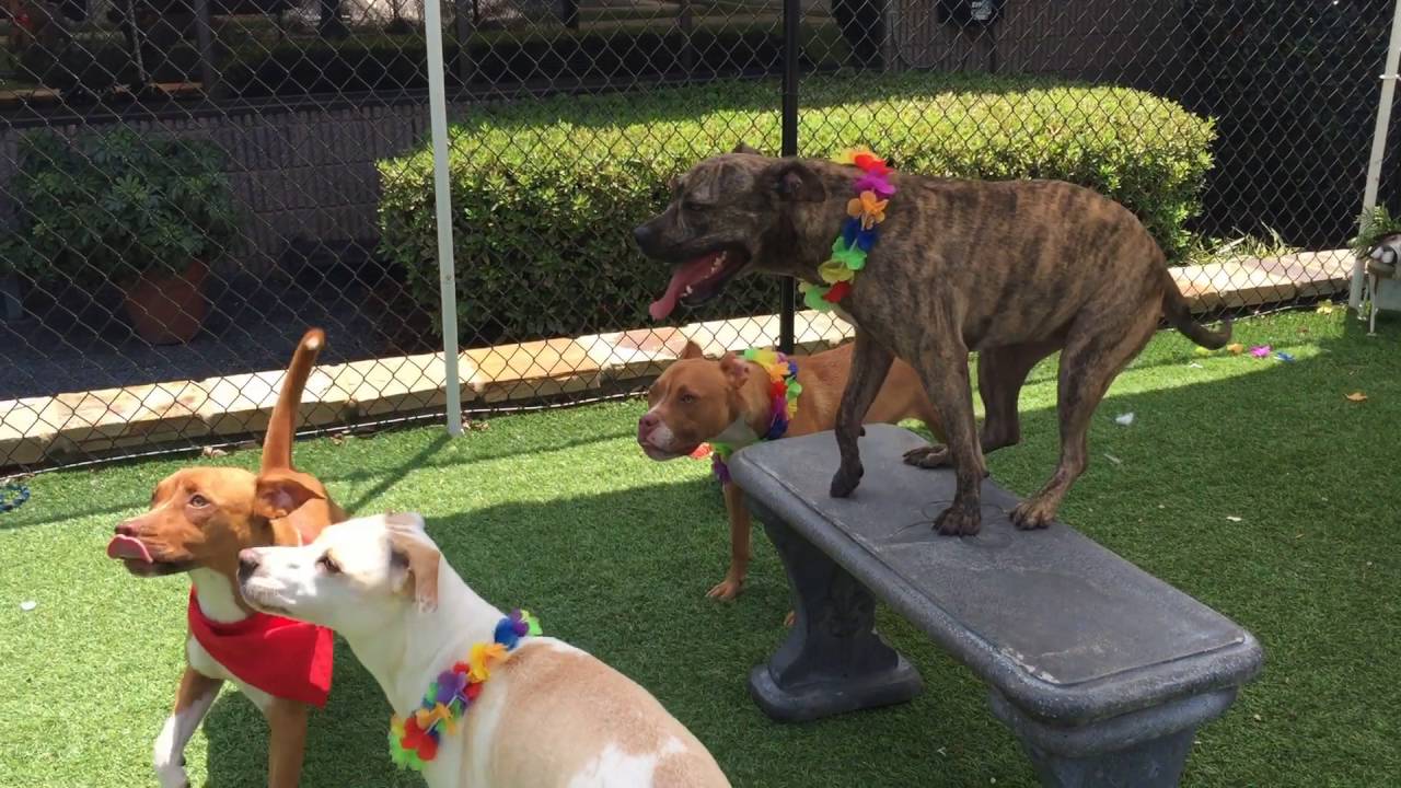 rescue dogs rock nyc Pet Olympics: Bench Jumping Team Training