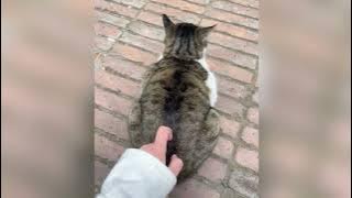 Funniest Cats and Dogs Clip 2025😼Try Not To Laugh