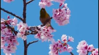 Murottal surat An-naba ayat 11-16 metode ummi #yukmengaji #metodeummi