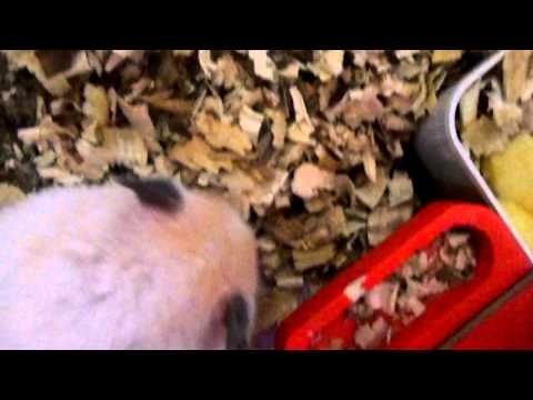 ლარსები