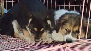 Two Stray Dogs Were Picked Up And Brought Home By Xiao Le, And They Will Never Be Hungry Again