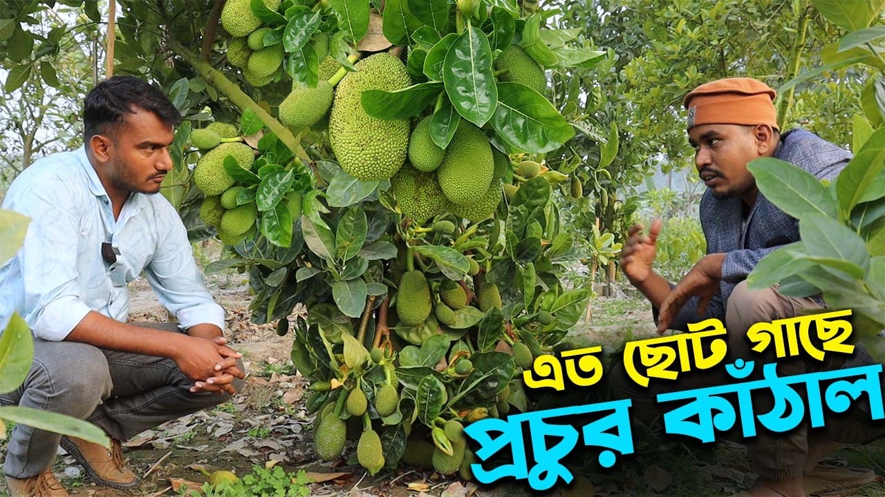 বারোমাসি ভিয়েতনামি কাঁঠাল এত ছোট গাছে প্রচুর ফলন | Ep-1037