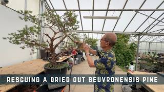 Rescuing a Dried Out Beuvronensis Pine