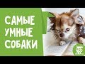 Самые умные прикольные и смешные собаки 2018. Смеялся до слез