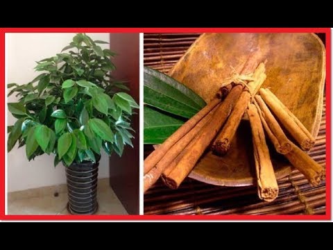 Cómo cultivar canela en macetas