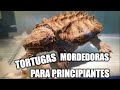 tortugas mordedoras ¿para principiantes?