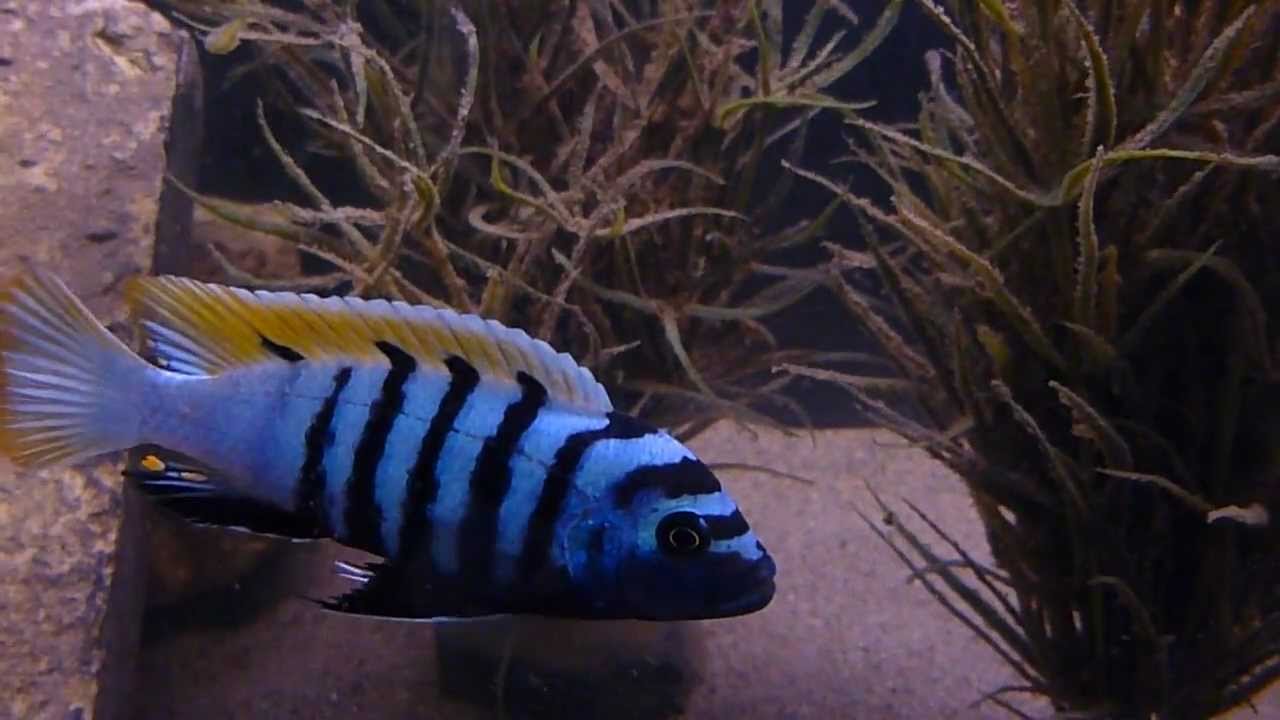 My Breeding Males The Beautiful Cynotilapia Afra "Jalo Reef" YouTube