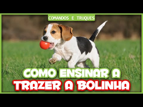 Vídeo: Como Ensinar Um Cachorro A Brincar