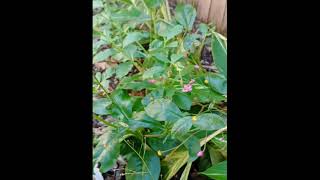 Talinum Talinum Paniculatum