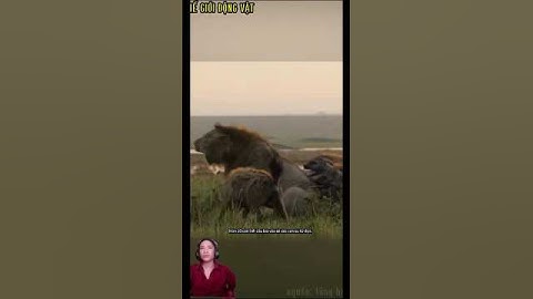 Sư tử đực bị hơn 10 con linh cẩu hội đồng suýt chết. #shortvideo #shorts  #thegioidongvat.