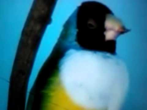 camera iphone 8 plus apk Gouldian Finch April 7th 2011