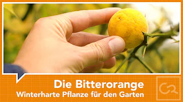 Wann sind Bitterorangen reif?