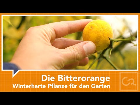 Video: Flying Dragon Bitter Orange - ist dreiblättrige Orange essbar