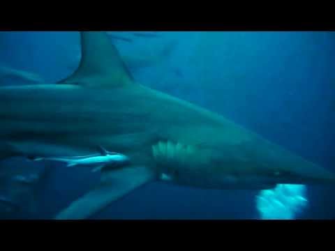 Video: Jak Vařit žraloka Modrého