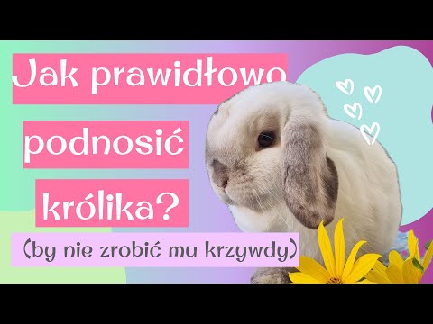 Wideo: 3 sposoby zapobiegania robakom u psów