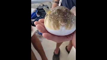 Fugu Pufferfish Shorts 