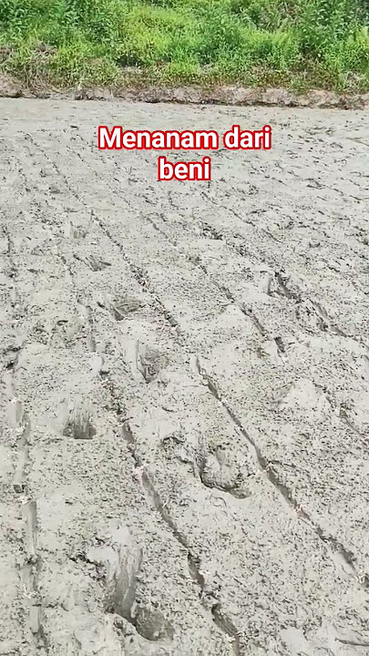 Menanam dari benih