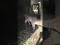 गाय का बछड़ा #🥰#shortvideo