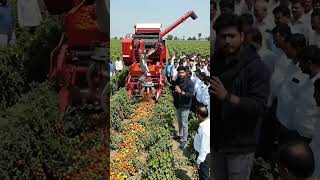 tomato cutting machine #viral #short