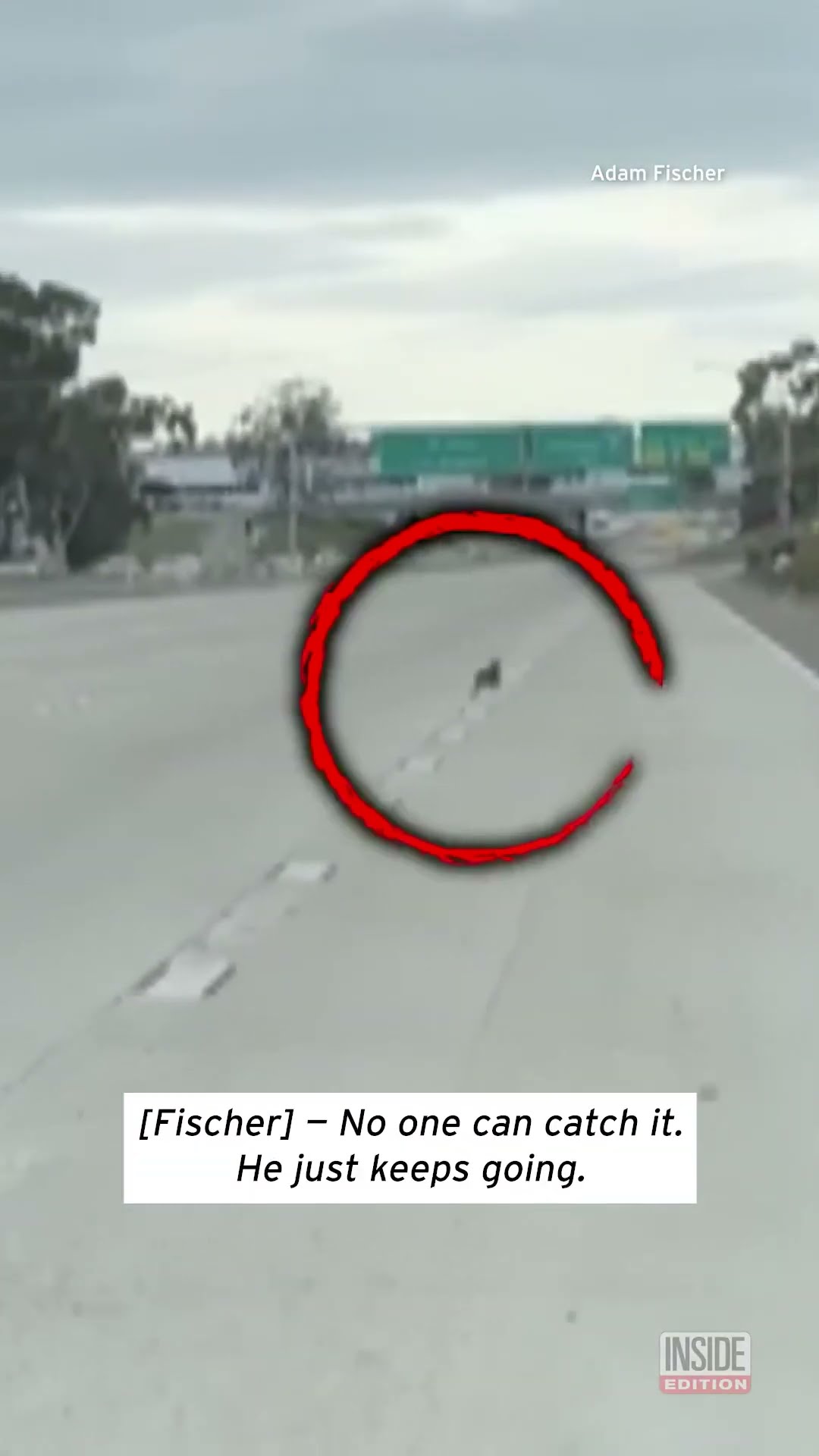 Runaway Chihuahua Streaks Across Highway #shorts