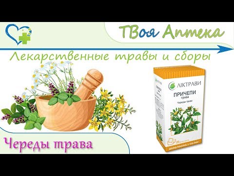 Череды трава - показания, описание, отзывы (Пиелонефрит, цистит, ОРВИ, Пиодермия, Псориаз, Экзема)