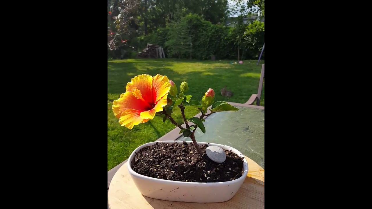 Flowering Hibiscus Bonsai YouTube
