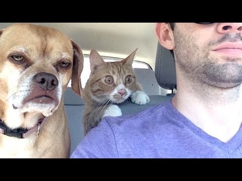 IF YOU go WITHOUT laughing you WILL GET A MEDAL - FUNNY DOG compilation