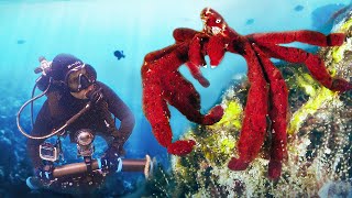 King Kong Crab Found in Indonesia! by Mark Vins   108,655 views 8 months ago 5 minutes, 23 seconds