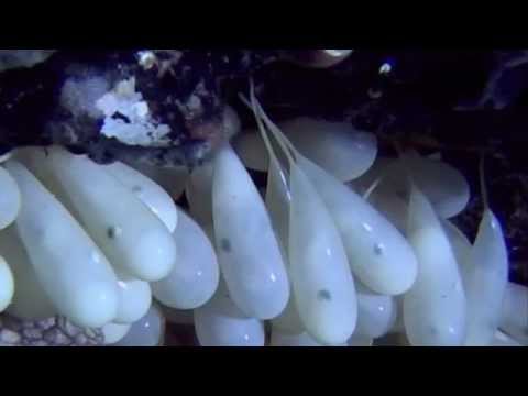 Octopus eggs hatching.